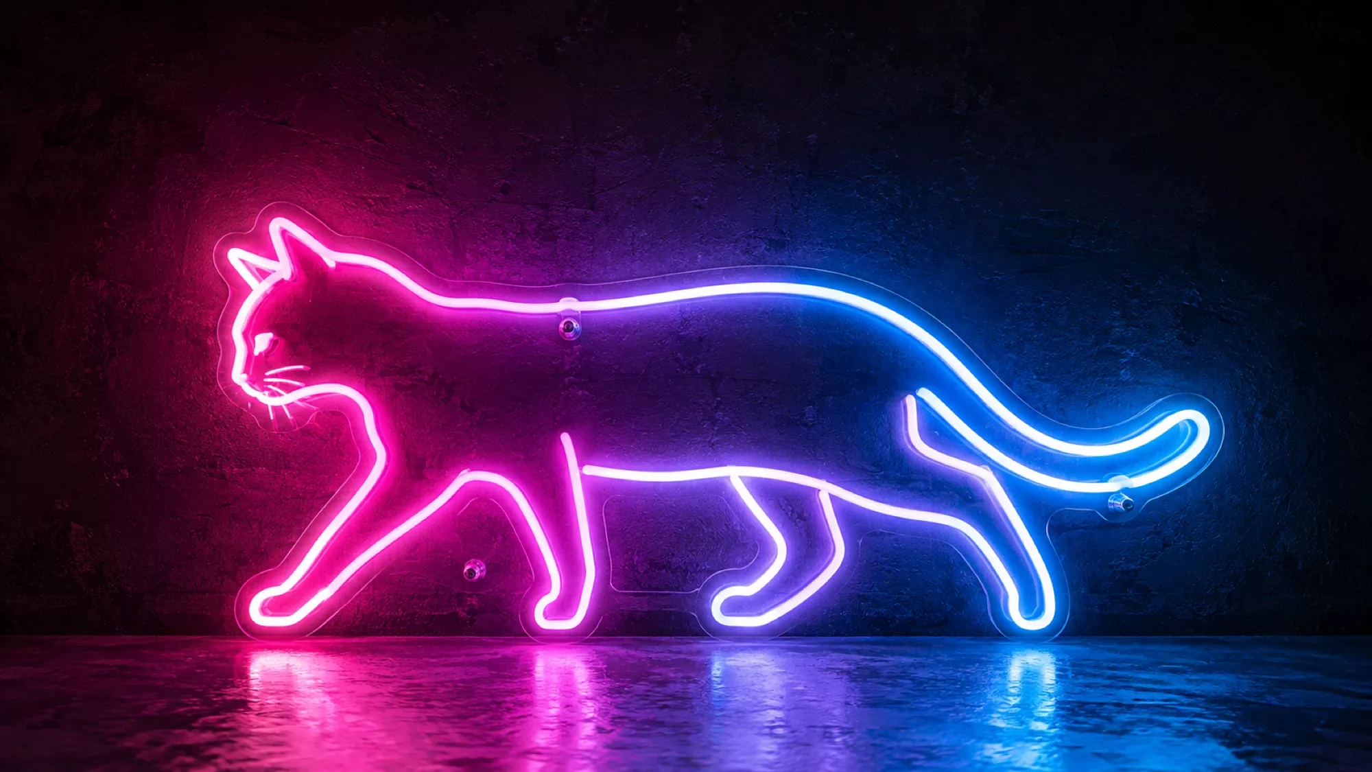 Cat Neon Signs